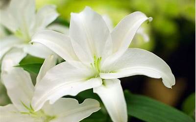 百合花的寓意