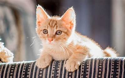 猫来家里有什么预兆