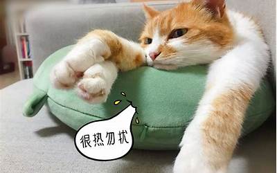 养猫需要注意什么