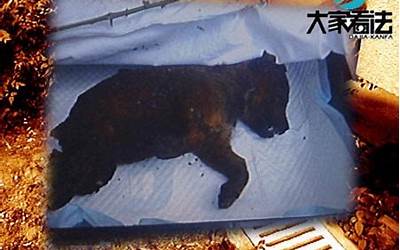 烧狗