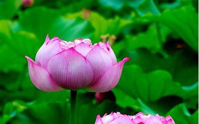 我是莲花