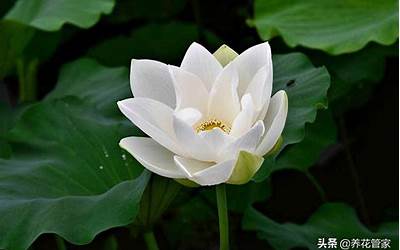 莲花的寓意和象征