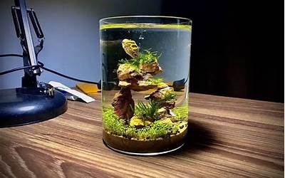 梦见鱼缸有水有鱼