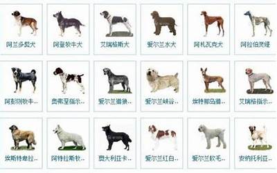 狗名字