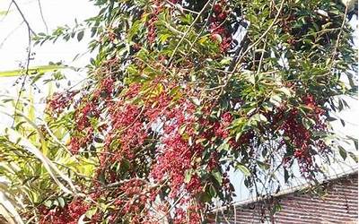 万紫千红树