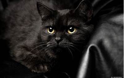 黑猫咪