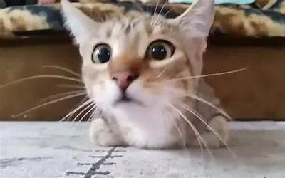 猫看到鬼会保护主人吗