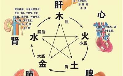 心的五行