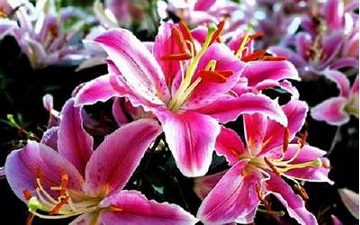 百合花摆放禁忌