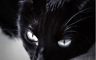 黑猫的寓意