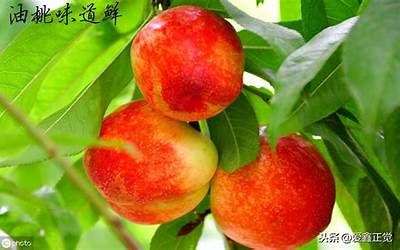桃树枝(桃树枝子能辟邪吗)