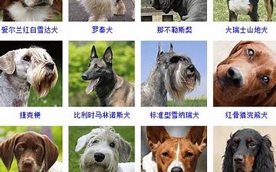 狗狗的名字(47个宠物狗狗名)