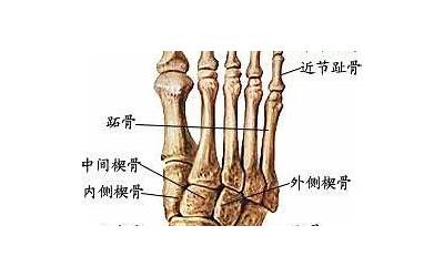 楔骨在哪个位置(不知契骨的具体位置在哪里)
