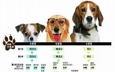 狗的平均寿命(狗狗的寿命排行榜)