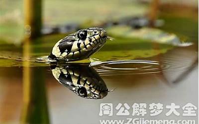 梦见水蛇(周公解梦梦到水蛇是什么意思)