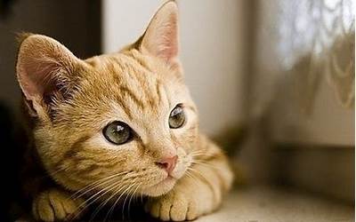梦猫(梦见猫是什么意思)