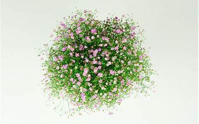 干花需要水养吗(水养能养多久)