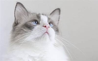 野猫进家有什么预兆(家里来猫是什么预兆)