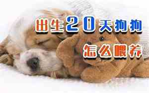 出生20天的狗狗